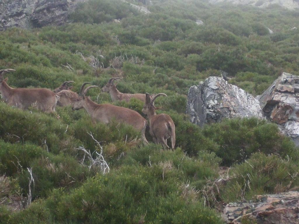 Casas Rurales Arroal Sotoserrano Rom bilde